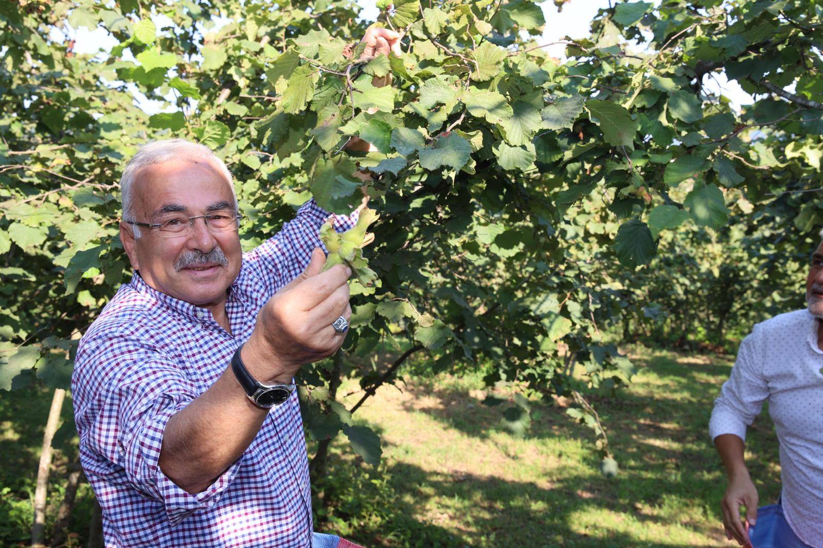 FINDIK HASADI BAŞLADI